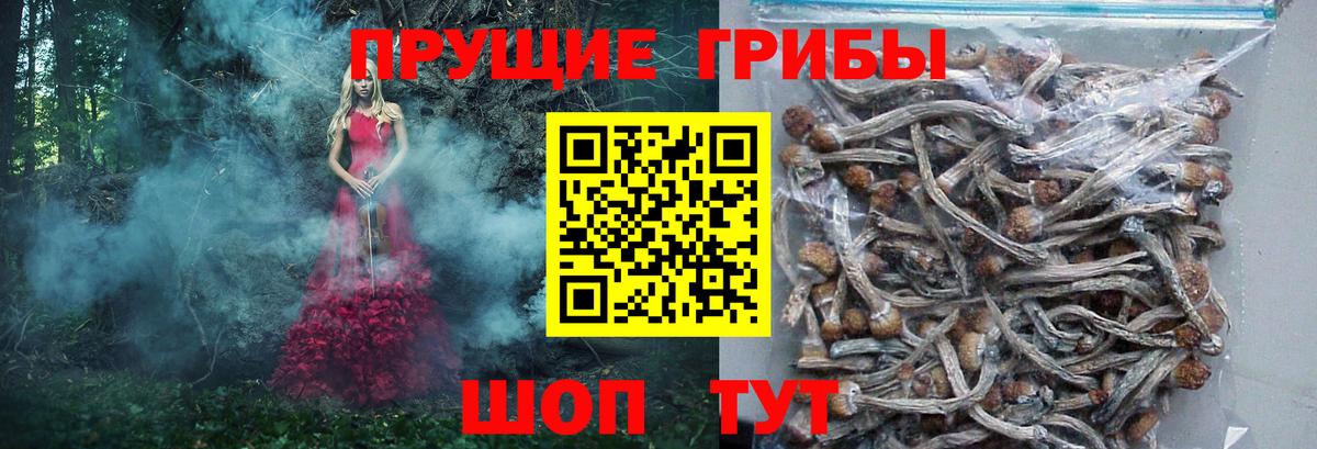 Галлюциногенные грибы Cubensis  Вход с VPN  Псилоцибиновые грибы прущие грибы  Всеволожск 